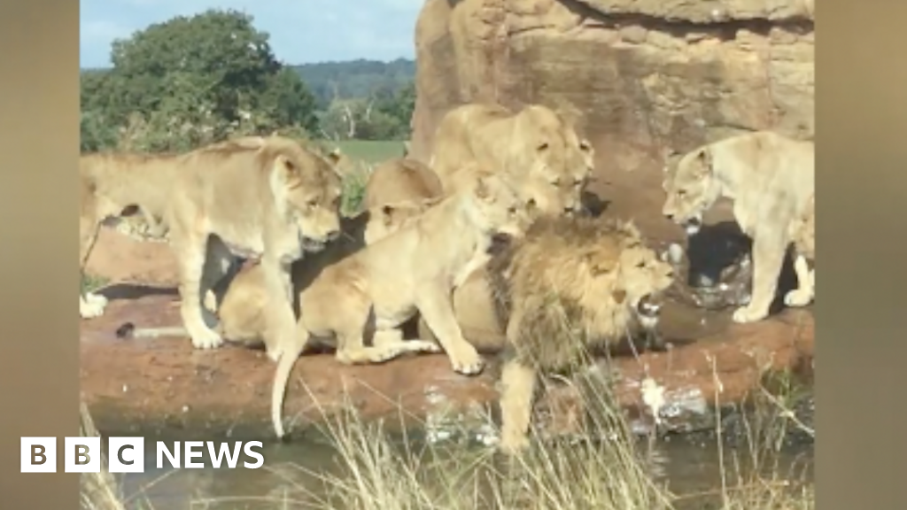 lion attack at safari park