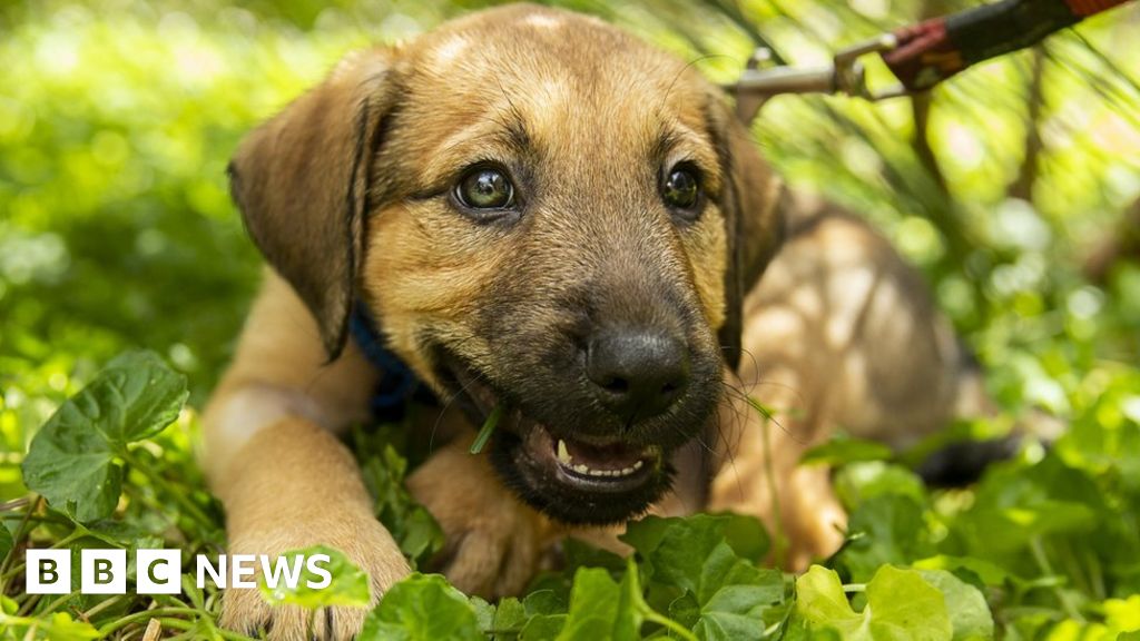 Covid: Pandemic pet boom prompts 'pet-nup' advice