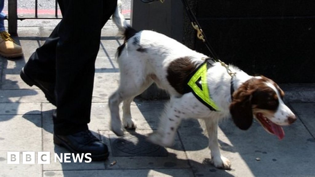 university-brings-police-sniffer-dogs-to-stop-drug-use-bbc-news