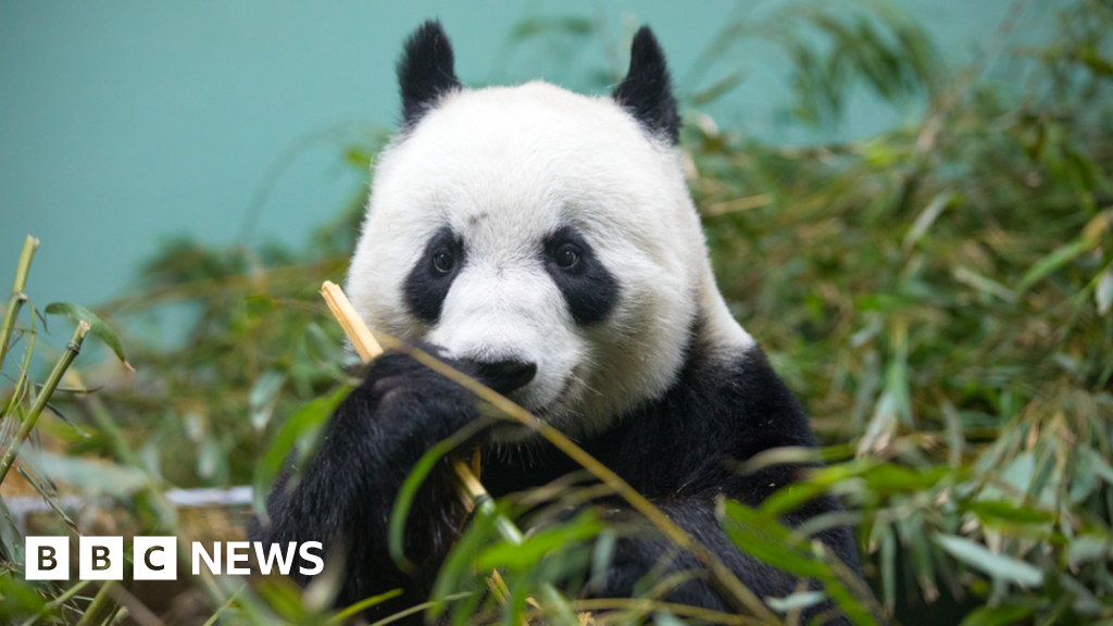Edinburgh Zoo reveals giant panda Tian Tian is not pregnant