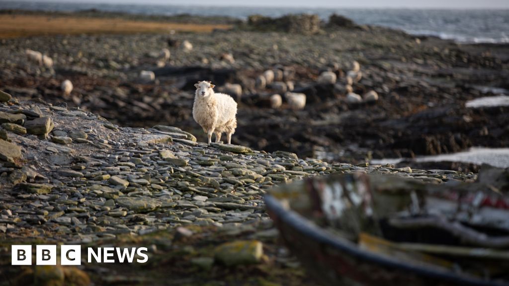 Belching in a good way: How livestock could learn from Orkney sheep