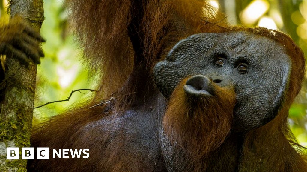 orangutan-squeaks-reveal-language-evolution-says-study-bbc-news