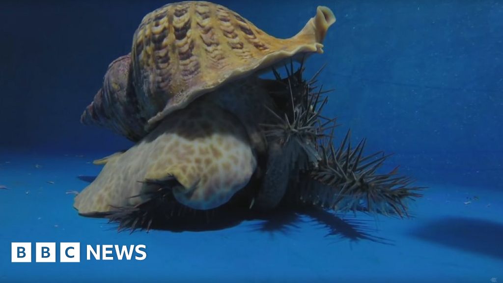 Sea snails could save Great Barrier Reef from starfish BBC News