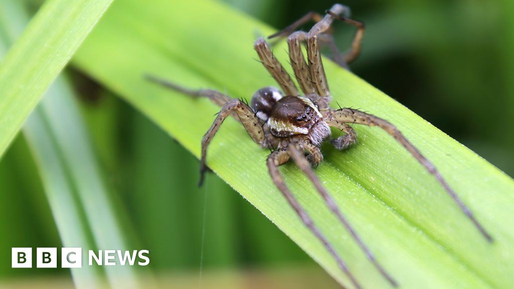 BBC Rewind Saving Our Rarest And Largest Fen Spider