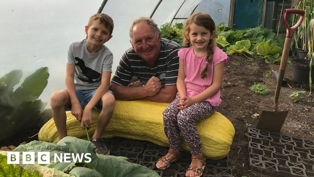Llanharry giant vegetable grower's 'armchairsized cabbage' BBC News
