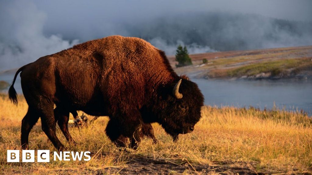 Bison attacks woman at Yellowstone National Park – BBC
