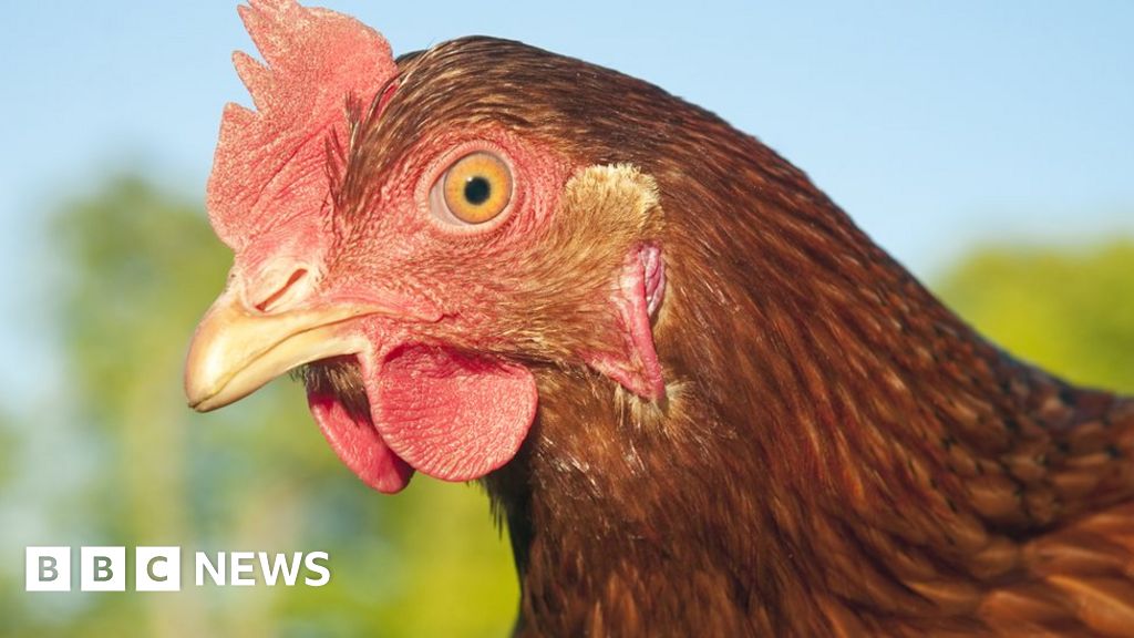 Cases of bird flu confirmed on the Isle of Wight