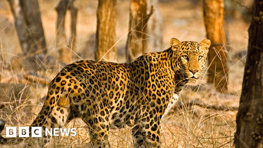 Bijnor: Leopard attacks spark fear in Uttar Pradesh district