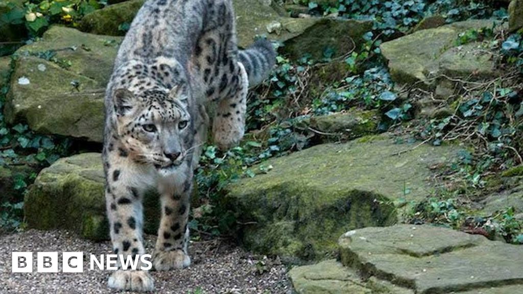Snow leopard dies at Dudley Zoo giving birth to cub - BBC News
