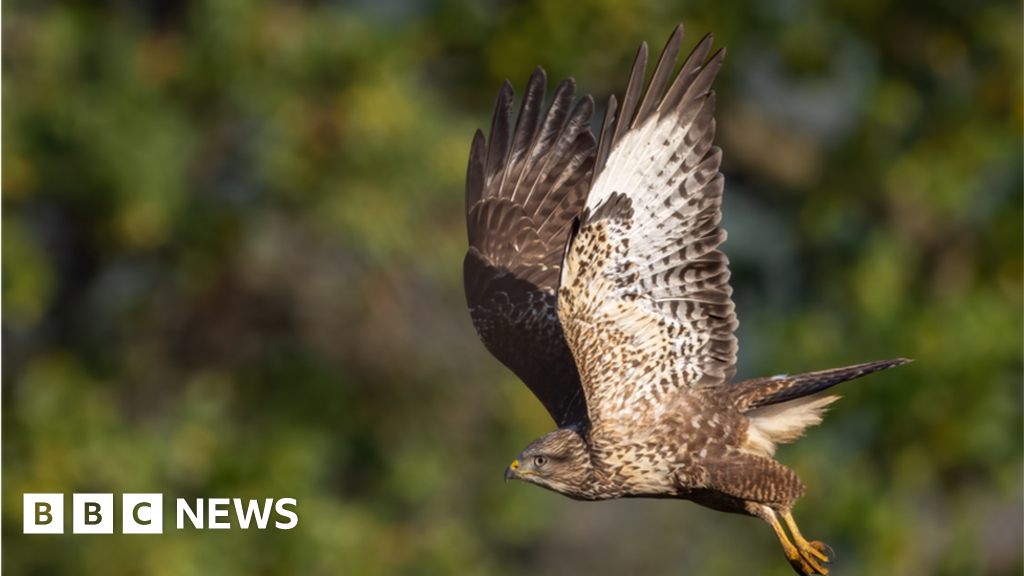 Police appeal after buzzard shot in North Yorkshire Moors