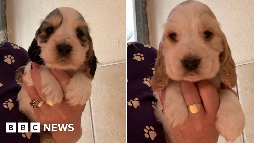 Upwell Fourteen Dogs And Puppies Stolen From Breeder Bbc News