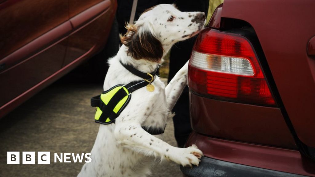 Manchester rescue home dog joins police in Luton BBC News