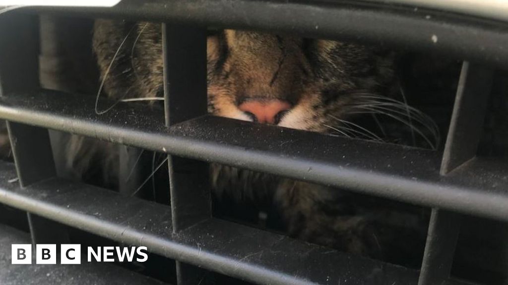 'Very smelly' cat stuck in Clacton car engine grille BBC News 'Very smelly' cat stuck in Clacton car engine grille BBC News