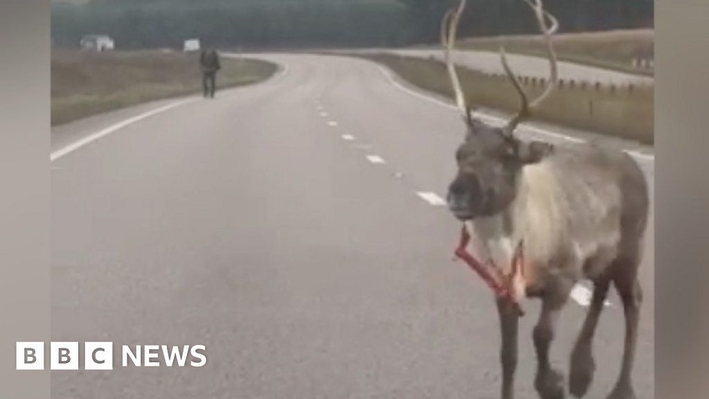 Watch as escaped reindeer cross A11 in Suffolk