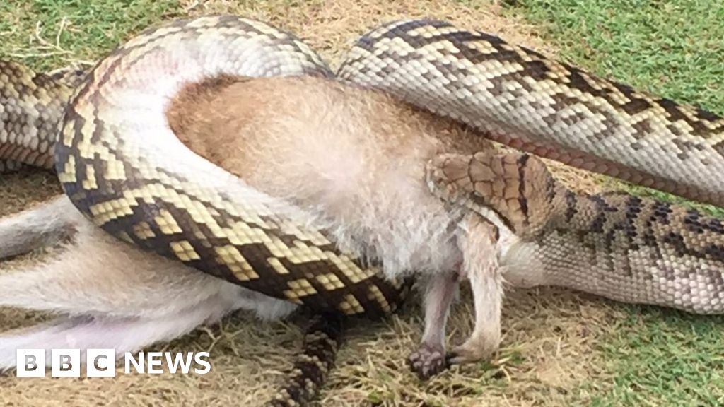 Snake eats wallaby on Australian golf course