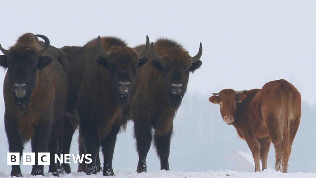 Cow walks on wild side with Polish bison - BBC News