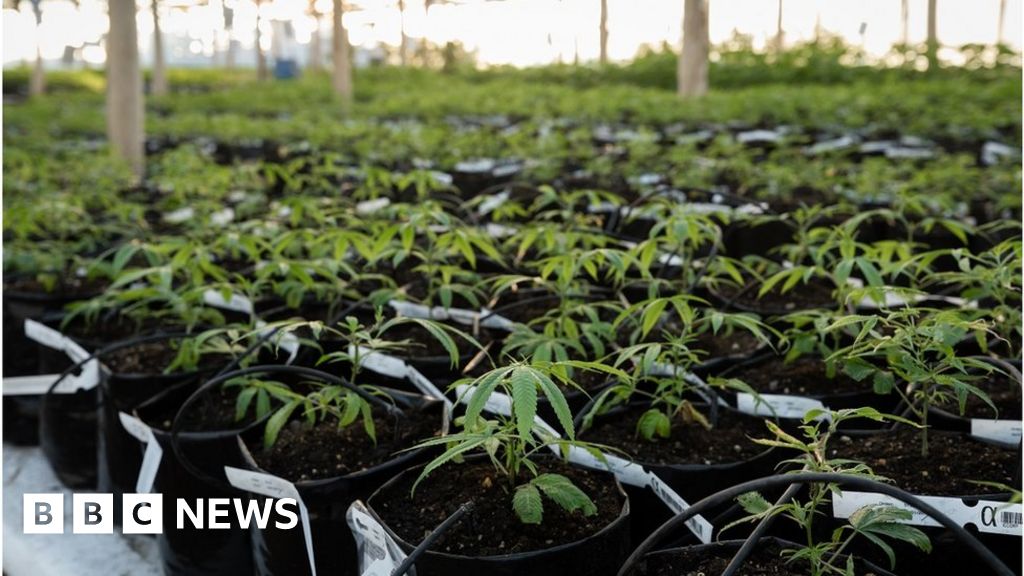 Uruguay: The world’s marijuana pioneer