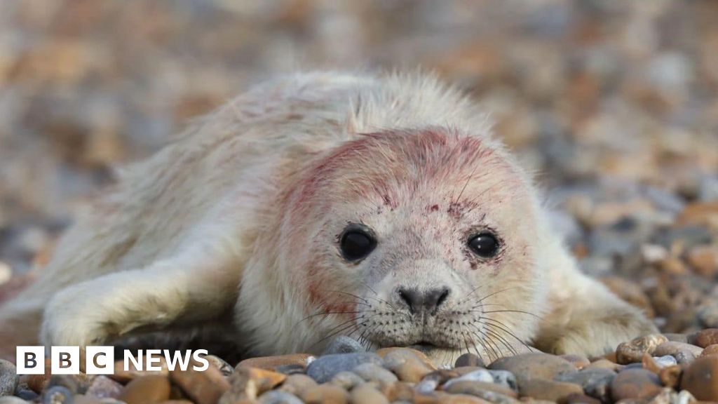 Koloni anjing laut Orford Ness berkembang dengan ‘kurangnya gangguan manusia’