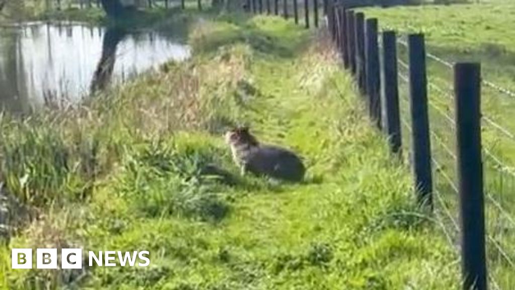 Marwell Zoo’s escaped capybara spotted by a dog walker