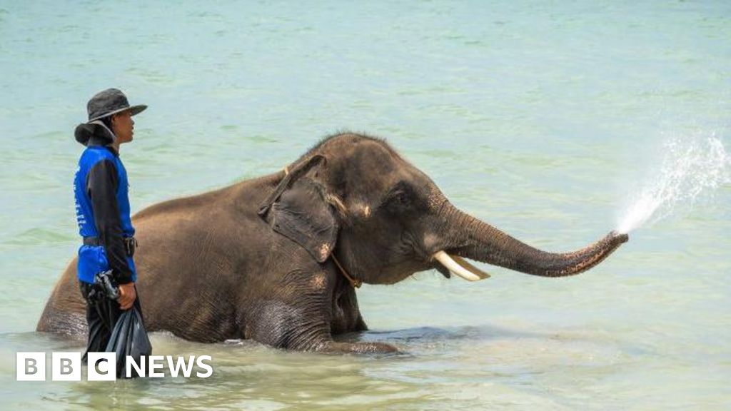 Thailand mahout charged after elephant kills tourist