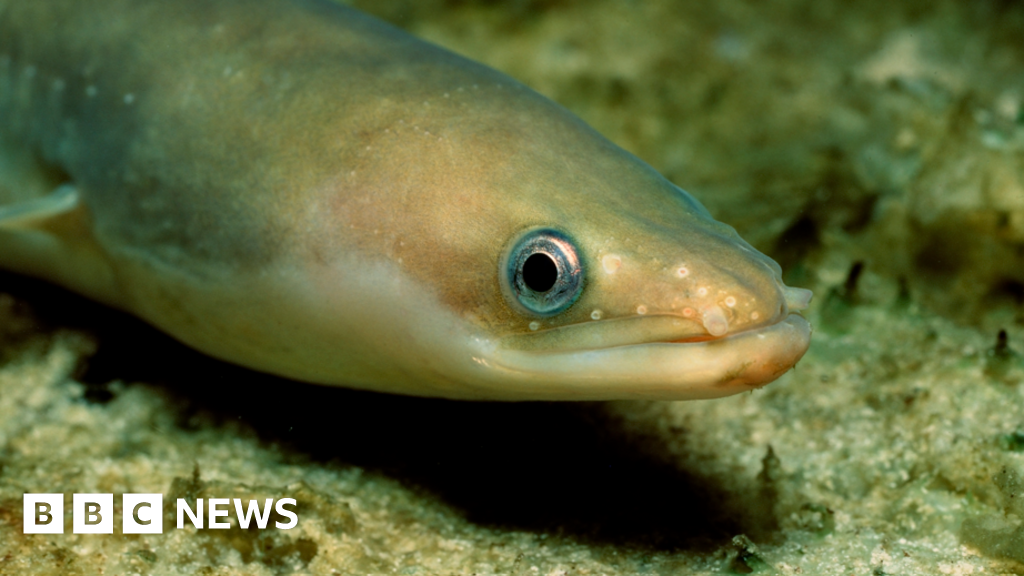 bbc.co.uk - Kirsten Robertson - Why eels are being reintroduced to British waterways