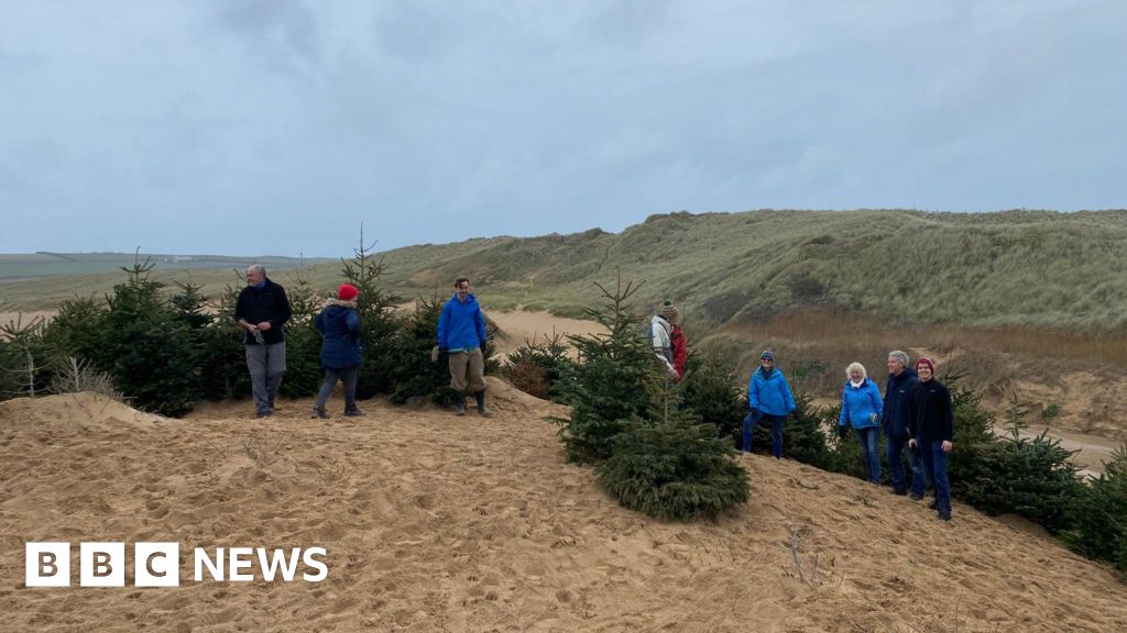 Christmas tree appeal to shore up Constantine Bay sand dunes 