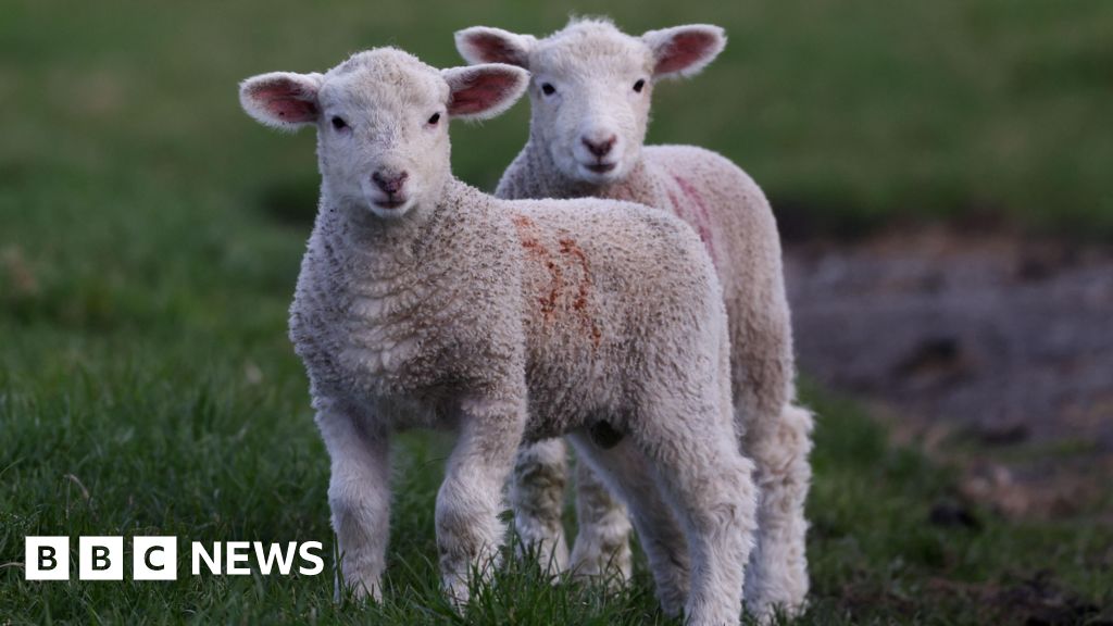 Wesham: Lambs injured in dog attack as police warn pet owners – BBC.com