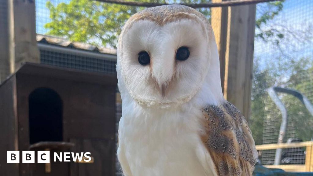 Pepsi the 'incredibly old' barn owl dies at 19 at Isle of Man zoo