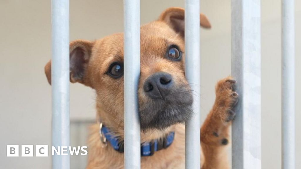 Newcastle Dog & Cat Shelter celebrates 130 years
