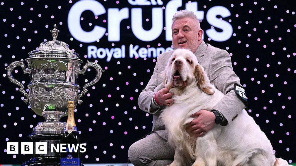 Clumber spaniel named Bruin wins best in show at Crufts 2026
