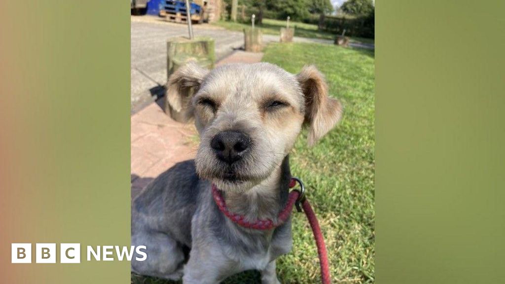 Dog found in Coningsby river with mouth bound up with tape