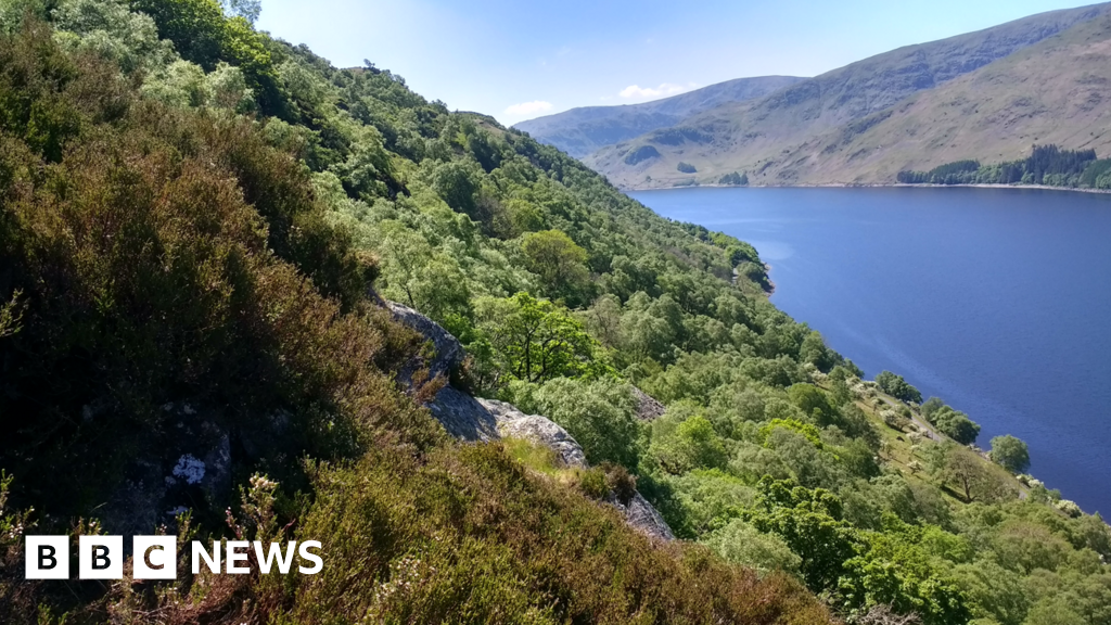 Tree planting plans at Wild Haweswater aim to help protect the rainforest