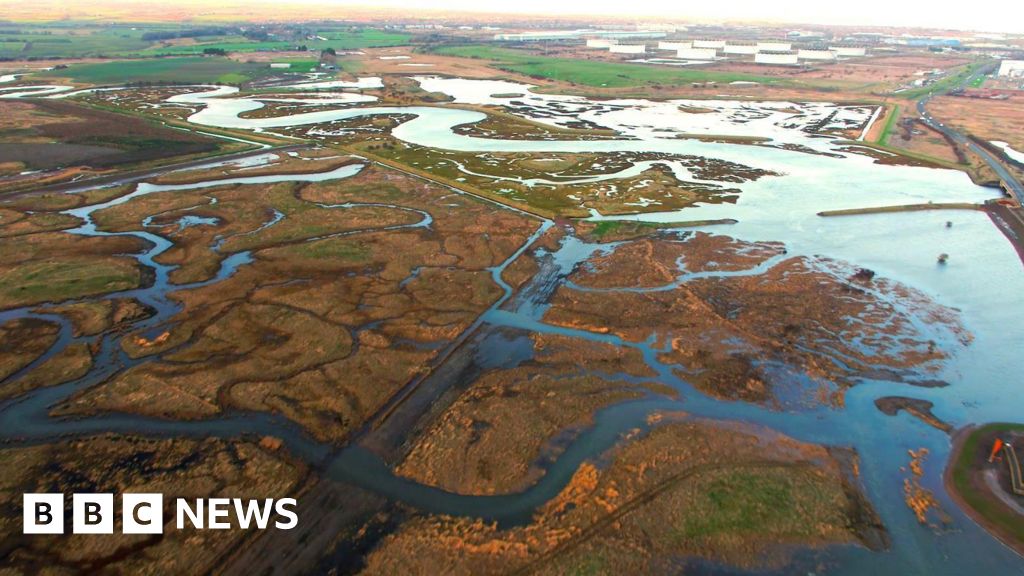 Fish continue to flourish in Greatham saltmarsh habitat