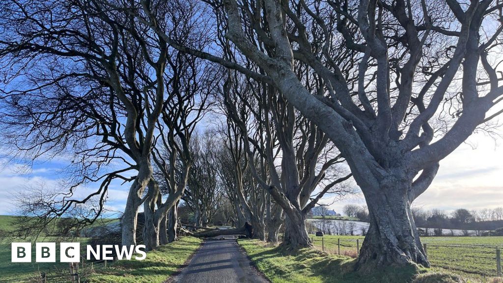 Dark Hedges Trees in Northern Ireland Near End of Natural Lives