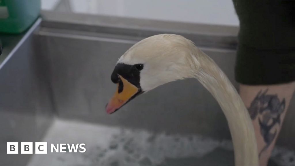 Sanctuary saving swans caught up in London oil dump