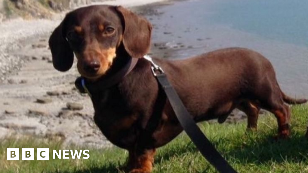 Anjing meninggal setelah diserang di pantai