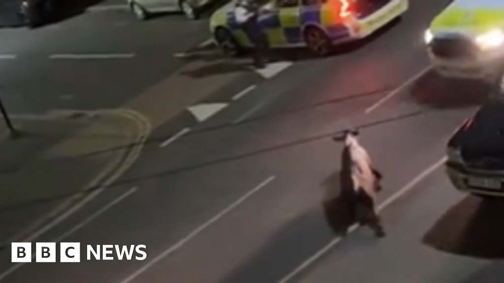 'Police car used to stop cow due to public safety concerns' BBC News