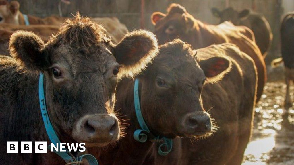 M26 Traffic delays after wandering cows close motorway