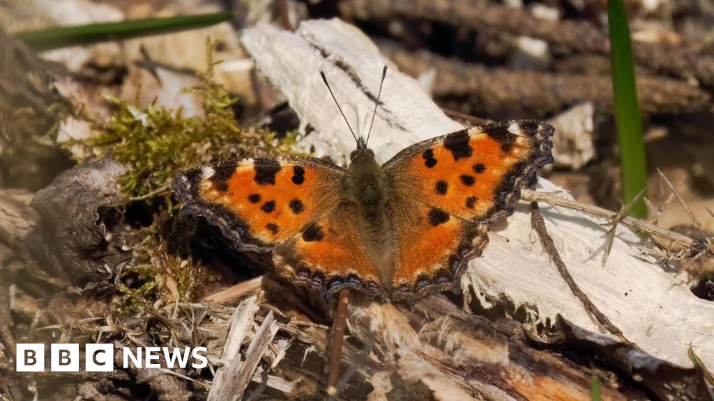'Extinct' butterfly found across southern England