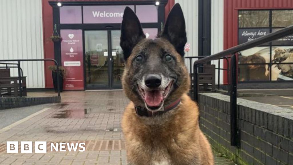 West Midlands Fire Service dog goes blind "overnight" BBC News