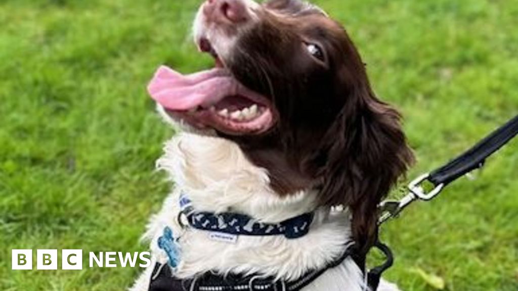 Dog with life-threatening injury dumped in Hull cemetery – BBC.com