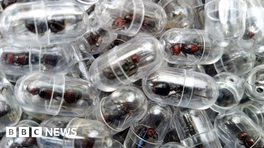 Chinese national charged for trying to smuggle 2,000 ants out of Kenya thumbnail