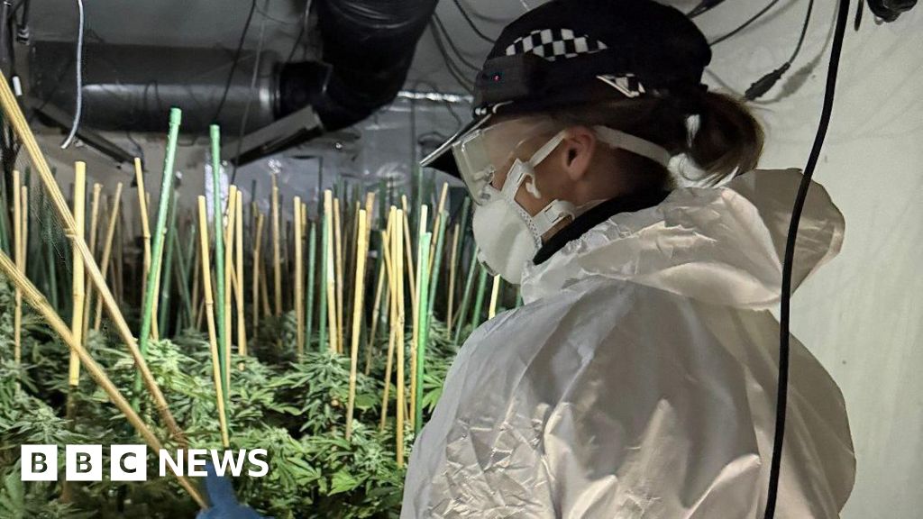 'Designer homes destroyed' by £1m cannabis factory