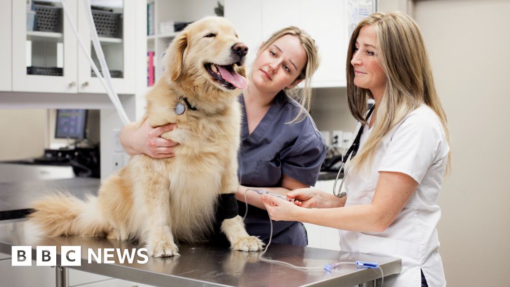 Free health checks for pets owned by homeless