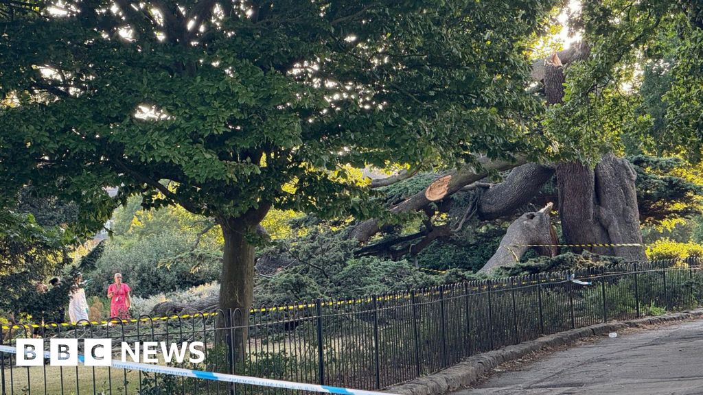 Children among casualties after tree falls in park in Essex