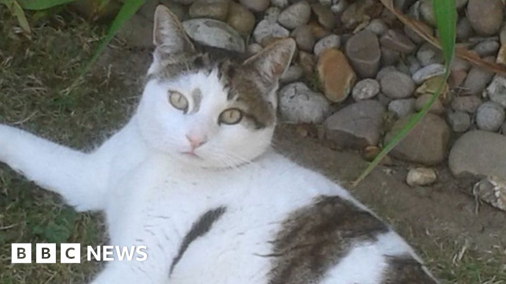 Fareham cat deaths 'linked to Croydon cat killer' BBC News