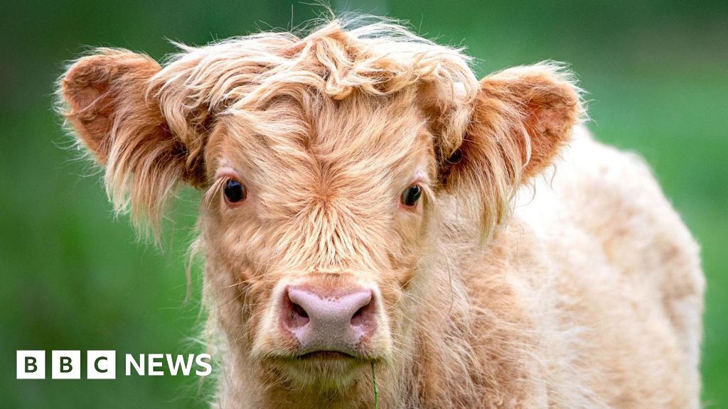 bbc.co.uk - Bluetongue restrictions on Saintfield livestock market to be relaxed - BBC News