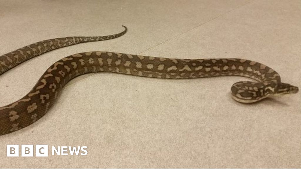 Carpet python found dumped on doorstep in Lanarkshire - BBC News
