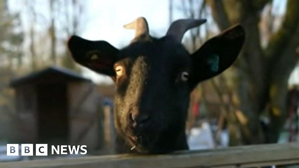 Gateshead Goats Eat Christmas Trees To Help Environment - Bbc News