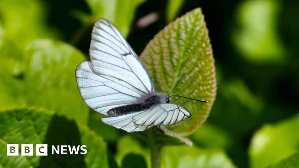 ‘Extinct’ butterfly species reappears in UK